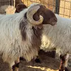 للبيع فحل نعيمي