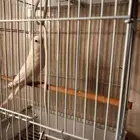 فرخ بادجي ذكر أبيض صافي