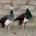 جوز طاؤوس هندي