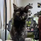 قطة شيرازية كيتن