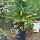 اشجار للبيع