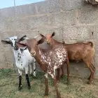 اللبيع تيوس جنوبية