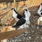 مجموعة حم ام للبيع