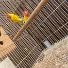 ازواج روز وفرايد