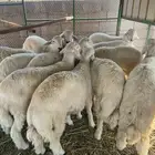 شامية عسفان