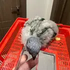 فرخ لوري رينبو