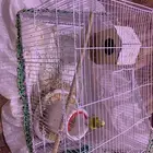 بادجي مع القفص