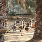 بط للبيع بالأحساء