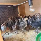 صيصان دجاج فيومي فضي - ذهبي