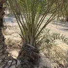 فسائل للبيع