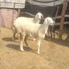 رخال فل شحم أعمارها فوق 6 شهور ونظيفه على الشرط