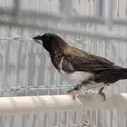 للبيع بنقاليز فنش جاهزين