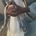 للبيع عنز ثنيه