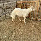 طلي حري فحل جذع