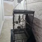 قفص بغبغاء كبير للبيع