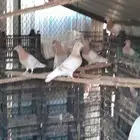 حمام زاجل كريمي