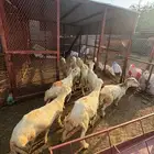 خرفان ذبائح بلدي