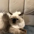 قطة كيتن للبيع