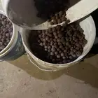 بذور سدر طلح فتنه