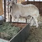 طلي فحل مشروط ضراب وملطيه