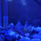 للبيع سمكتين ( فايتر ) مع أحواضها ..