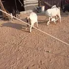 معزا مولده للبيع