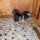 بومرينيان ميرل