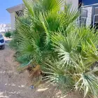 نخل واشنطني للبيع