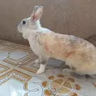 اناثي ارانب