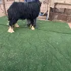 فحل نجدي جرم ومشروط