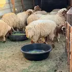 خرفان جذعان مقفلات ماشاءالله تبارك الله