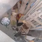 10 دجاج للبيع بياض بلدي