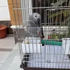 كاسكو متكلم اليف جدا جدا جدا