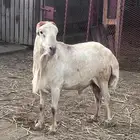 فحل رفيدي مشروط