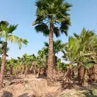 نخل واشنطني زينه نخل واشنطن