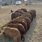 طليان سواكني حمري