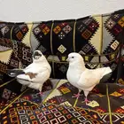 حمام كنق جانبو