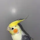 كروان ذكر مفقود في حي المروج ب لها أسبوع مفقود