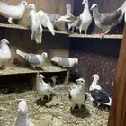 حمام زاجل مكاتيف