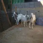 عنزين معها جفرتين بناتها