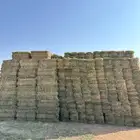 بارسيم صافي الجوف