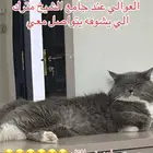قط مفقود حي العوالي