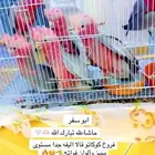 فروخ كوكاتو قالا مستوى مميز ألوان فواتح تم البيع