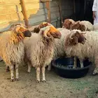 خرفان نعيمي جذعات للبيع مقفلات ماشاءالله حلال طيب