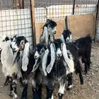 للبيع اجفار عوارض تربيه مع فحلهن