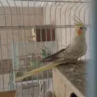 جوز كروان وانثى