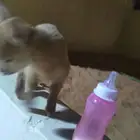 ماعز قزمي أنثى