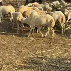 خرفان بلدي ذبايح