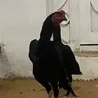 شامو اسود لمعه