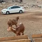 رخال سواكنيه